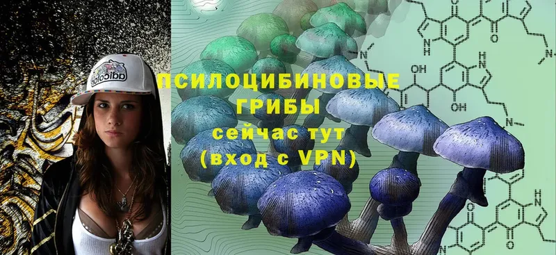 Галлюциногенные грибы Psilocybe  Верхняя Салда 